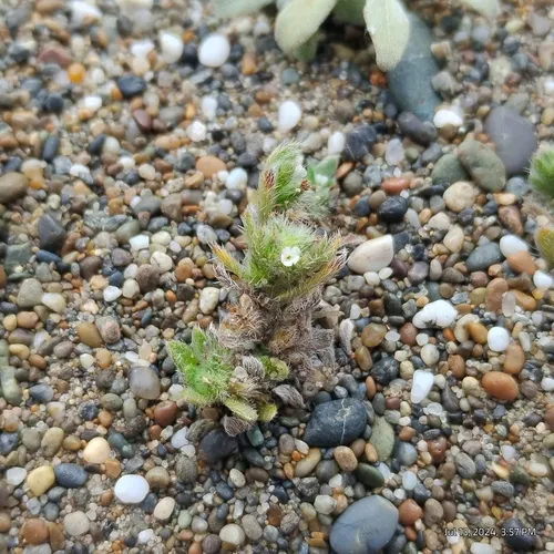 Beach Cryptantha