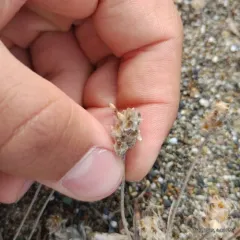dot-seed plantain thumbnail 1