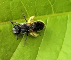 water-lily sweat bee thumbnail 1