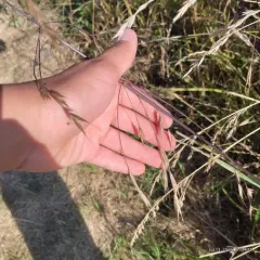 California brome thumbnail 1