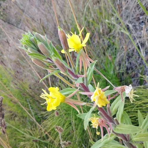 Wolf's Evening Primrose