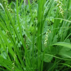 longbeak sedge thumbnail 1
