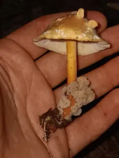 Carcinomyces effibulatus thumbnail 2