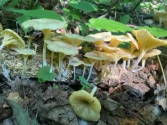golden-gilled gerronema thumbnail 4