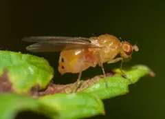 Sapromyza rotundicornis thumbnail 2