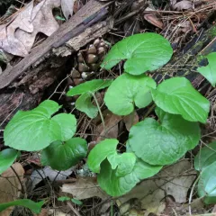 kidneyleaf white violet thumbnail 2