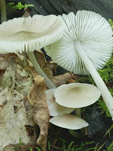 Mycena niveipes