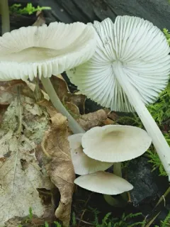 Mycena niveipes thumbnail 1
