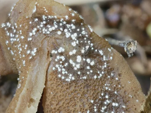 Volutella ciliata