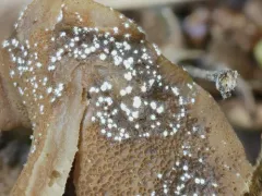 Volutella ciliata thumbnail 1