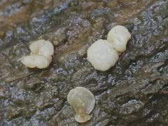 spring pin thumbnail 1