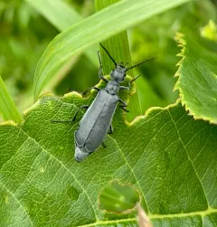 Dark Blister Beetle thumbnail 4