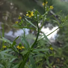 cursed crowfoot thumbnail 3