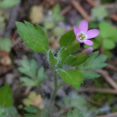 variableleaf collomia