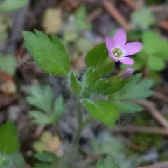 variableleaf collomia thumbnail 1