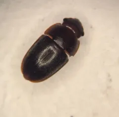 Ample Sap Beetle thumbnail 3