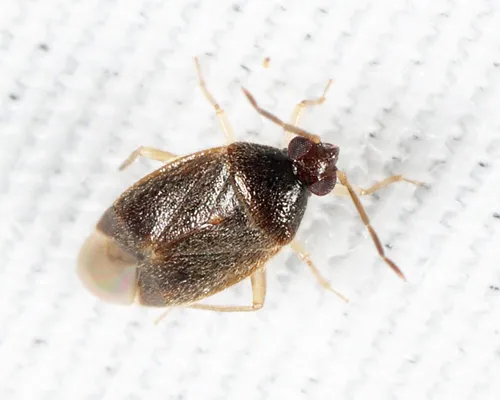 Ceratocapsus digitulus