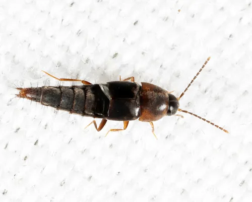 Myllaena audax