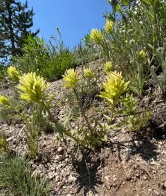Glandular Paintbrush thumbnail 2