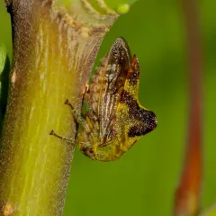 Basswood Treehopper thumbnail 4