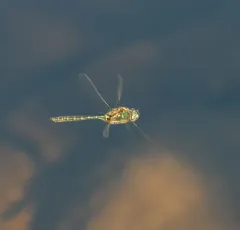Ringed Emerald thumbnail 4