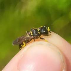 Ectemnius maculosus thumbnail 3