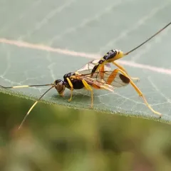 Spilopteron occiputale thumbnail 4