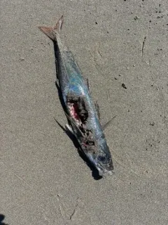 Pacific Jack Mackerel thumbnail 2