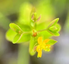 Northern St. John's-wort thumbnail 4