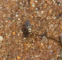 Tachytrechus vorax thumbnail 1