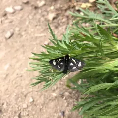 MacCulloch's Forester Moth thumbnail 3