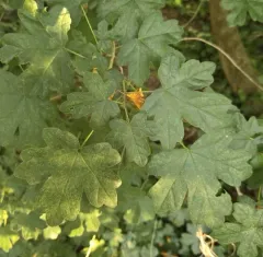 field maple thumbnail 4