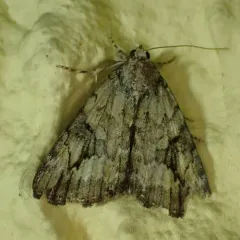 Little Nymph Underwing thumbnail 2