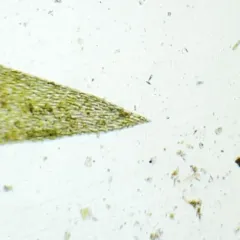 Fontinalis hypnoides thumbnail 4