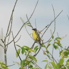 Kirtland's Warbler thumbnail 4