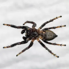 Proszynski's Jumping Spider thumbnail 3