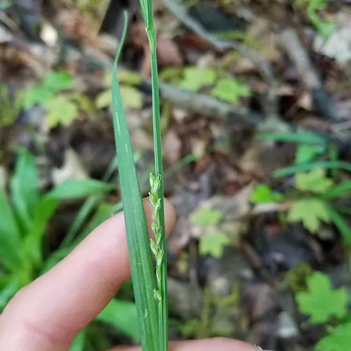 loose-flowered sedge