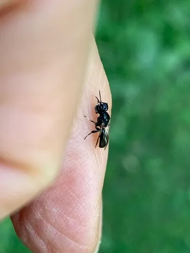 Crossocerus leucostoma