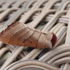 Drexel's Datana Moth thumbnail 3