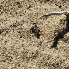 Three-banded Robber Fly thumbnail 4