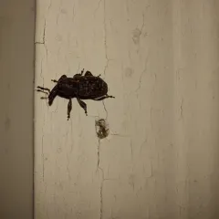 Pales Weevil thumbnail 3