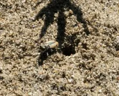 Sandy Tiger Beetle thumbnail 4
