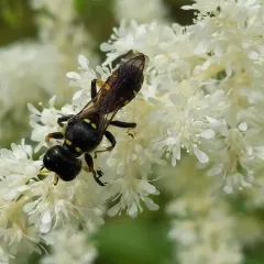 Ectemnius maculosus thumbnail 4
