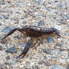 White River Crayfish thumbnail 4