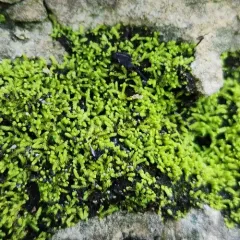 Yellow Yarn Moss thumbnail 3