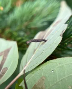 Coleophora cornella thumbnail 4