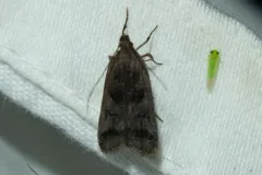 Two-spotted Dichomeris Moth thumbnail 4