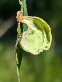 Slippery Elm Gall Aphid thumbnail 4