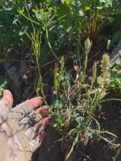 Olympics rockcress thumbnail 3