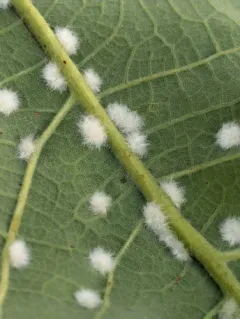 Neuroterus floccosus thumbnail 4